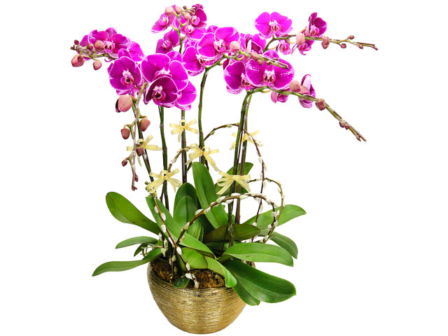 蘭花 - 新年賀年蝴蝶蘭花6枝 PL01 - CRO20123A1 Photo