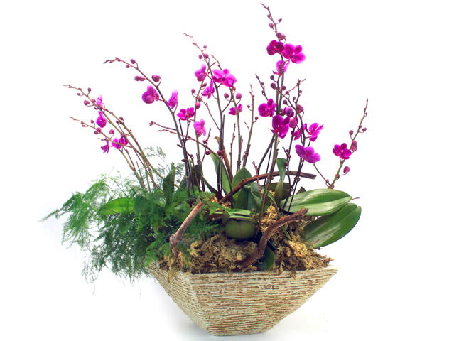 蘭花 - 滿天紅蘭花 x 6 - L24170 Photo