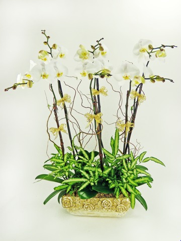 蘭花 - 白蝴蝶蘭花x6 A - P2089