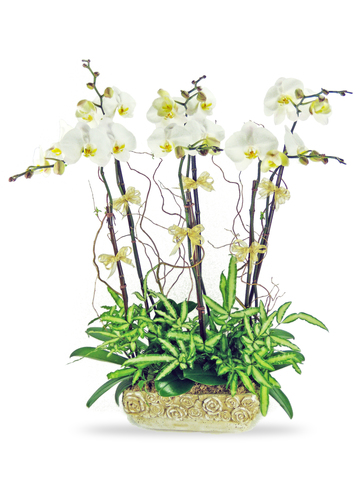 蘭花 - 白蝴蝶蘭花x6 A - P2089 Photo