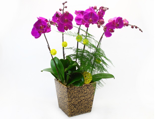 蘭花 - 蝴蝶蘭花x5 G - L18539