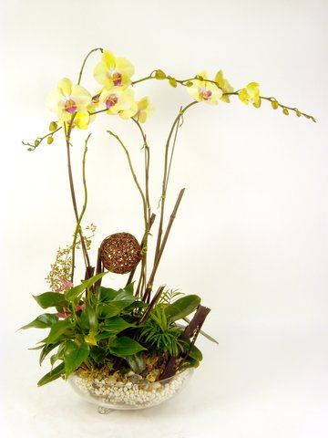 蘭花 - 黃蝴蝶蘭花x3 B - P16695
