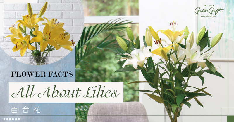 Flower Facts: All About Lilies