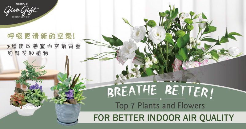 呼吸更清新的空氣! 7種能改善室內空氣質量的鮮花和植物