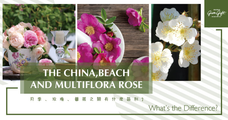 The China, Beach, and Multiflora Rose; What’s the Difference?