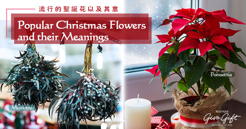 Popular Christmas Flowers and their Meanings