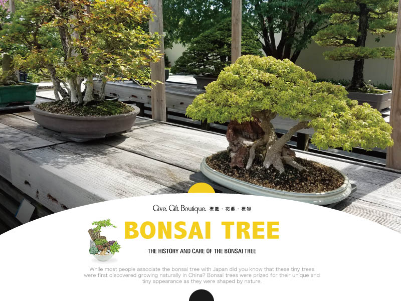 The History and Care of the Bonsai Tree