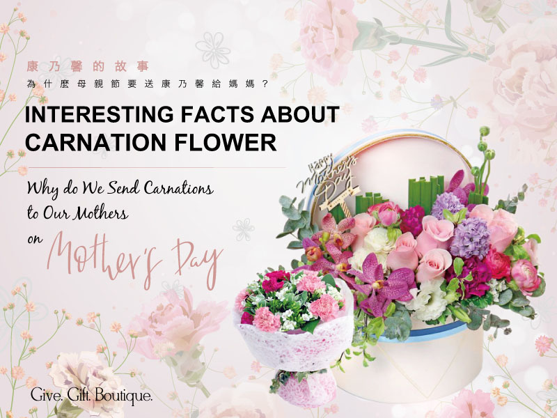 Interesting Facts about Carnations | Why do We Send Carnation Flower to Our Mothers on Mother’s Day?