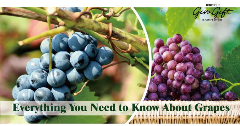 從鮮食葡萄到提子乾和葡萄酒：關於提子你所需要知道的一切
