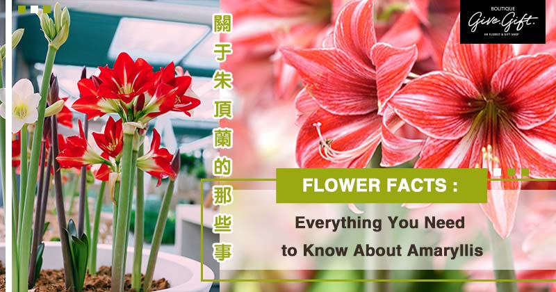 Flower Facts: Everything You Need to Know About Amaryllis 