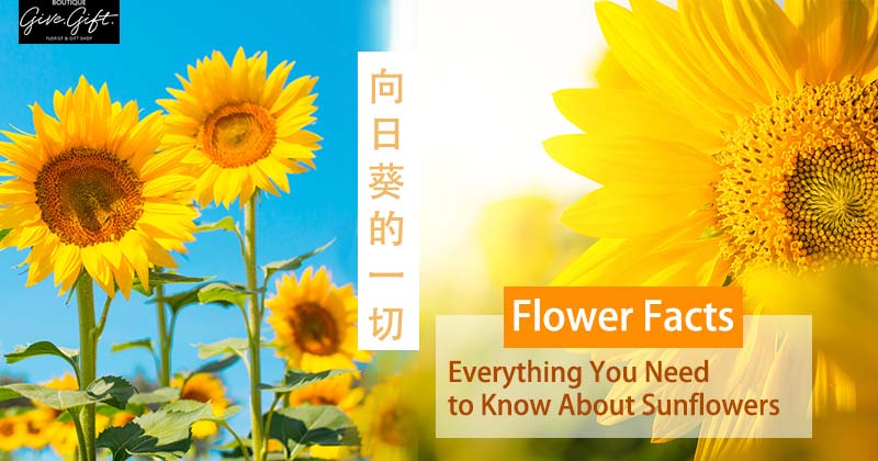 Flower Facts: Everything You Need to Know About Sunflowers