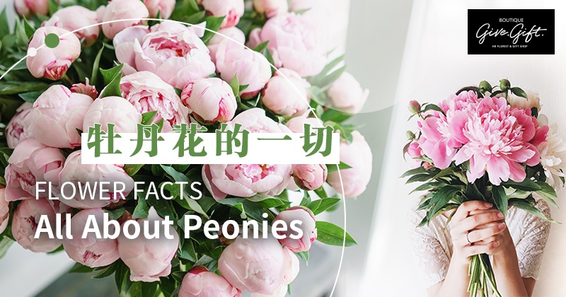 Flower Facts: All About Peonies
