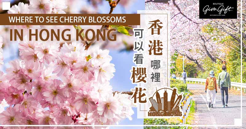 Where to See Cherry Blossoms in Hong Kong 