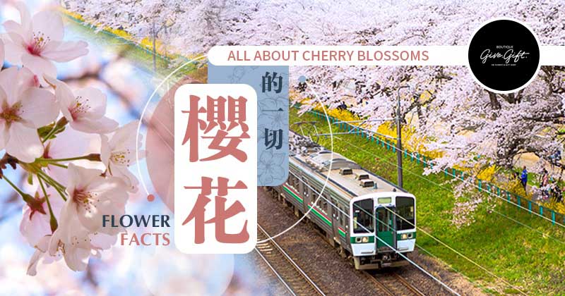 Flower Facts: All About Cherry Blossoms
