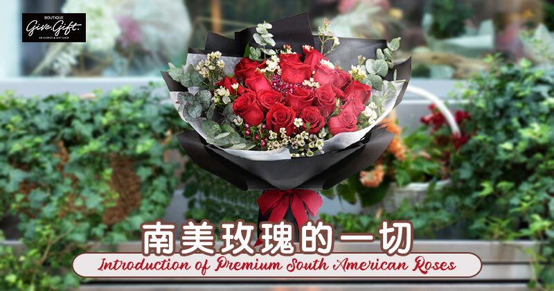 Introduction of Premium South American Roses