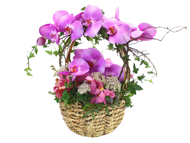 Florist Flower Arrangement - Purple Orchid Flower Basket - L30969 Photo