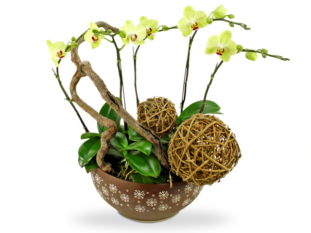 Flower Shop New Product - Orchids B - B3247 Photo