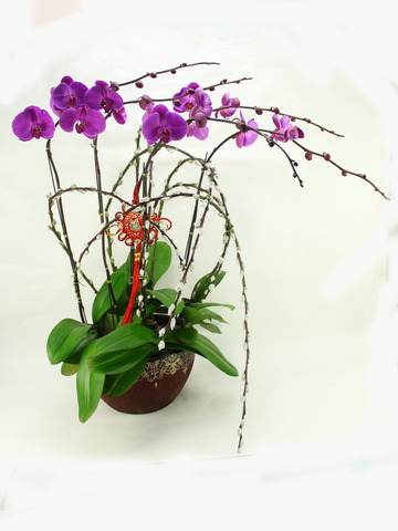 Flower Shop New Product - Orchids C - B3235 Photo