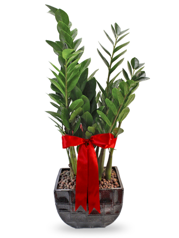 Flower Shop Plants - Good Fortune Green Gift Plant PL08 - L80364 Photo