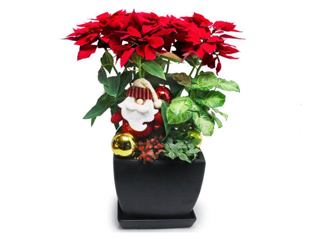 Flower Shop Plants - Mixed Snowy Poinsettia Greetings Plants CM04 - L76609853 Photo