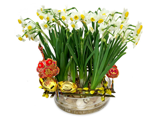 Flower Shop Plants - Narcissus Tazetta Planter A2 - CF20125A1 Photo