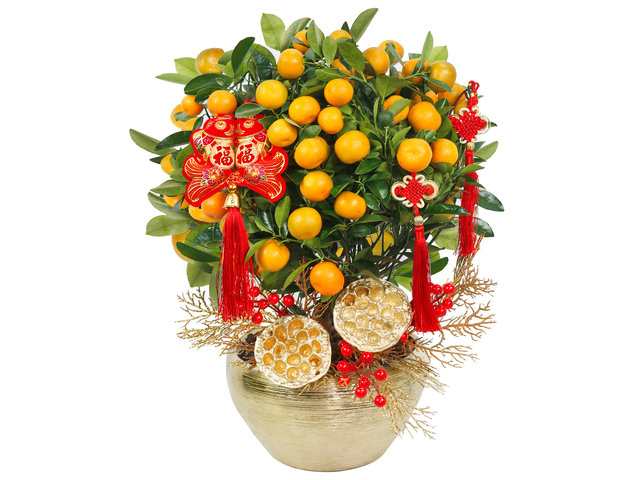 Flower Shop Plants - New Year Citrus Plant NY08 - 0TT0118A1 Photo