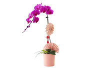 /en/s/product_short/CRO20105A7