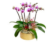 /en/s/product_short/OD1124A1