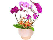 /en/s/product_short/OD0627A1