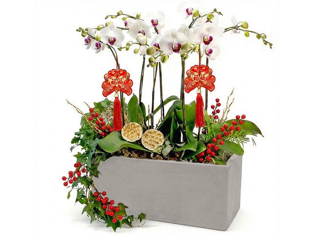 Orchids - CNY Extra Large Orchids X8 ND66 - CRO20106A2 Photo