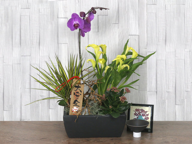 Orchids - CNY Orchid Deco CL25 - L76610680 Photo