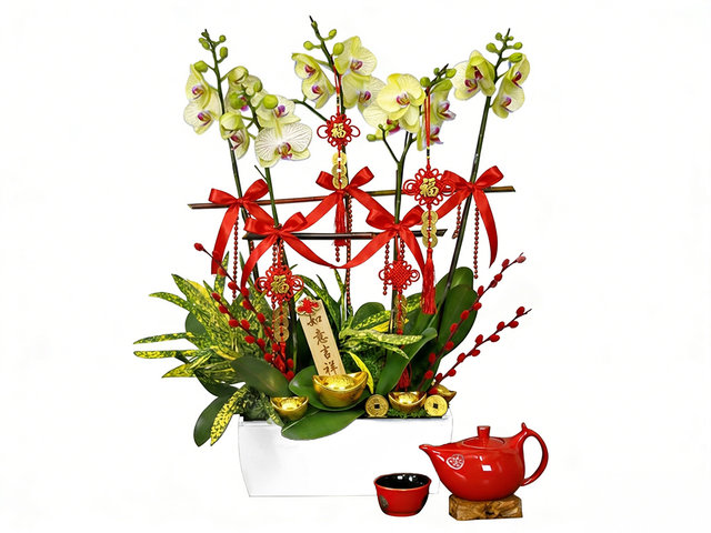 Orchids - CNY Orchid X5 CL27 - L76610690 Photo