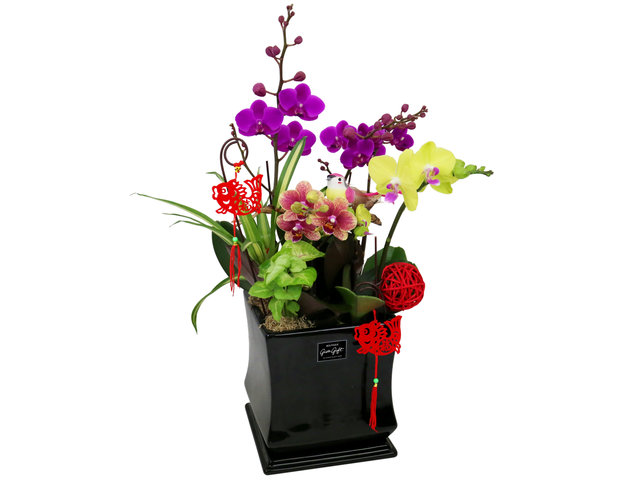 Orchids - CNY Orchids Decor Plant A3 - CRO20205A1 Photo
