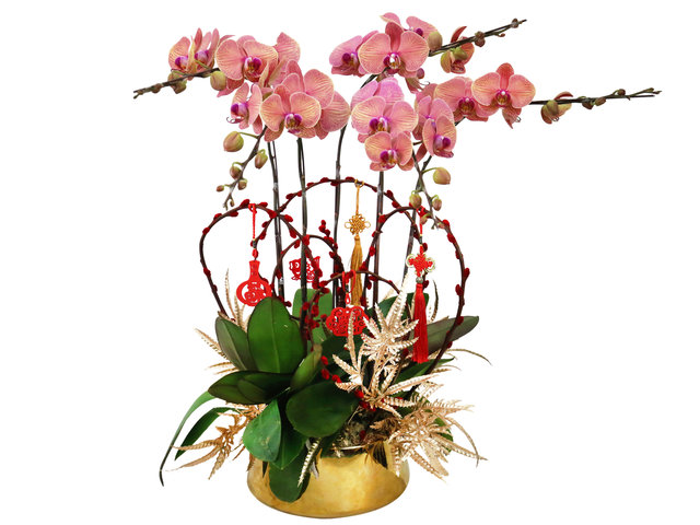 Orchids - CNY Orchids Decor Plant CO1 - CRO20205A2 Photo