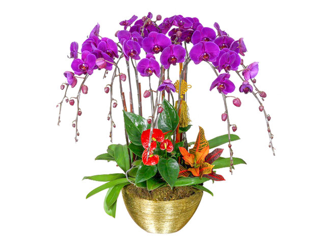 Orchids - CNY Orchids X12 CL30 - L76610699 Photo