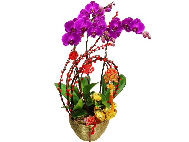 Orchids - CNY Orchids X3 PL07 - CRO20211A1 Photo