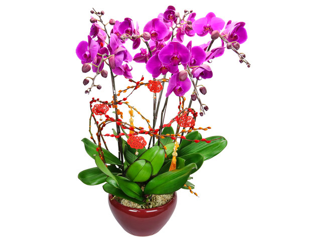 Orchids - CNY Orchids X5 PL02 - CRO20123A2 Photo