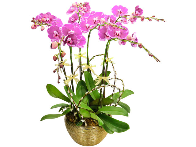 Orchids - CNY Orchids X6 PL01 - CRO20123A1 Photo