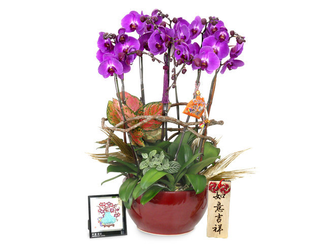 Orchids - CNY florist Deco CL03 - L76610669 Photo