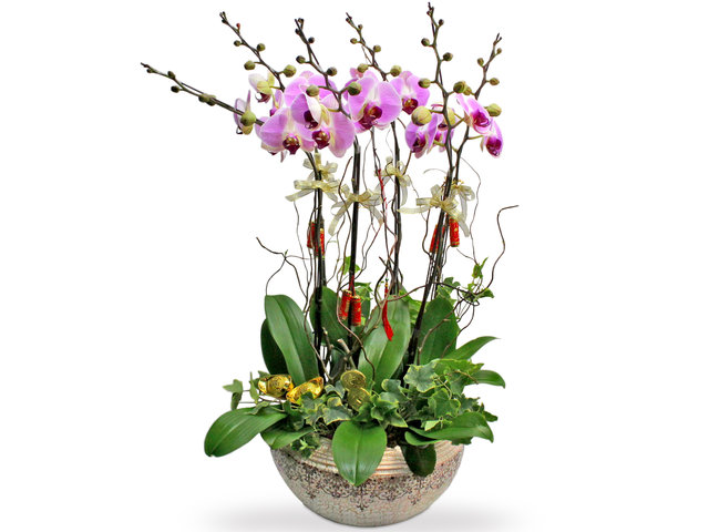 Orchids - CNY orchid Deco AP25 - L36510639 Photo