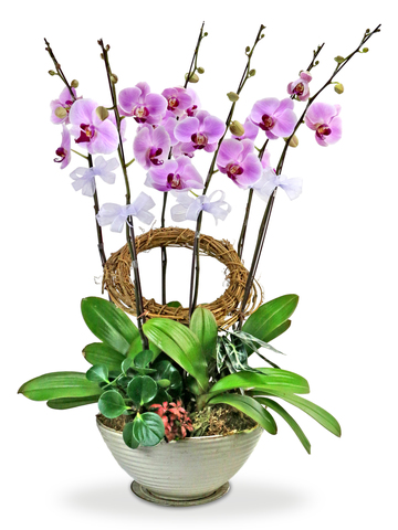 Orchids - Classical pink orchids x6 - L76601171 Photo