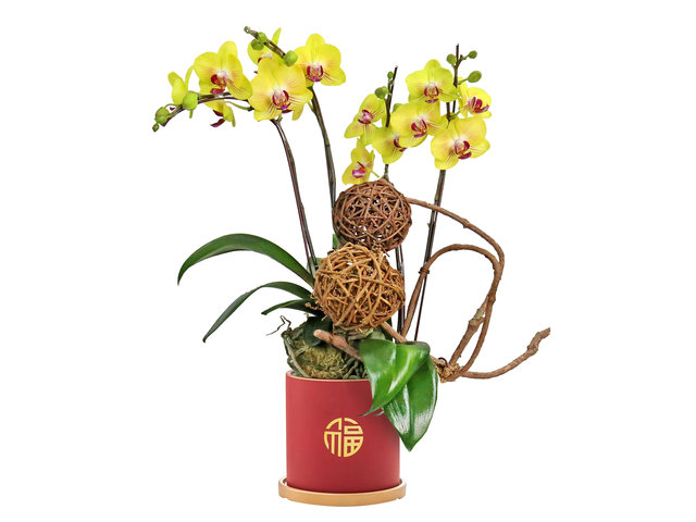 Orchids - Cny Ochrids Decor Plant D12 - CRO20105B2 Photo