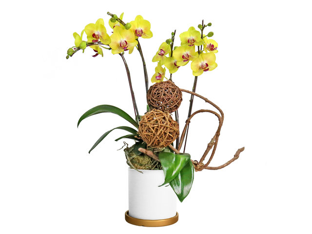 Orchids - Cny Ochrids Decor Plant D12 - CRO20105B2 Photo