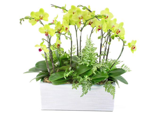 Orchids - Green Orchid for 8 OZ14 - L52084 Photo