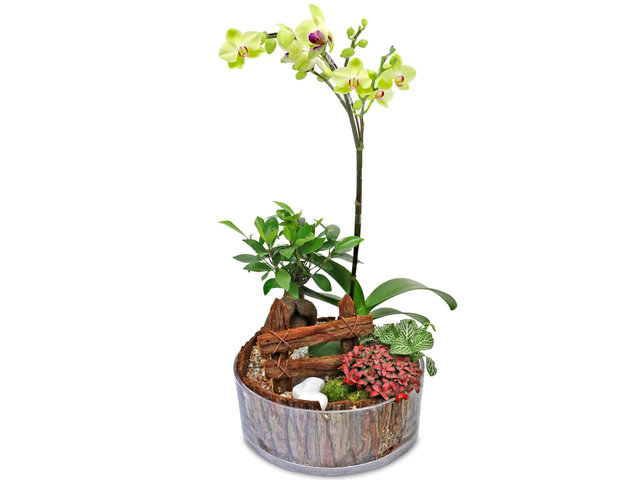 Orchids - Green Plant  P5B - L76601173 Photo