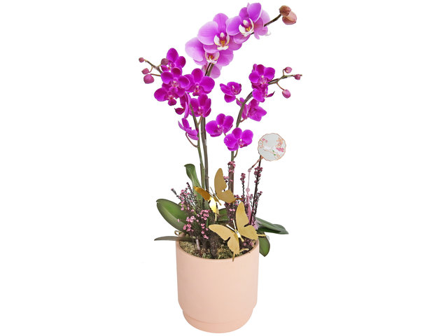 Orchids - Mini Orchids in Pot MO01 - OD0421A3 Photo