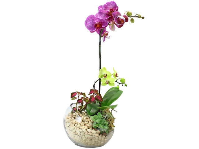 Orchids - Mother's care - L33161 Photo