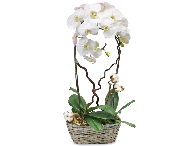 Orchids - Ochrids plant  PH26 - L76607191 Photo
