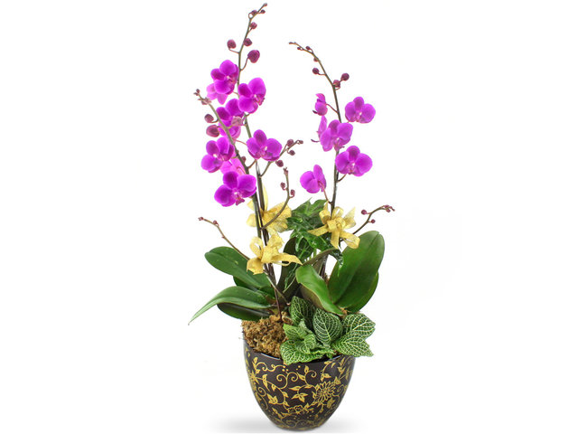Orchids - Orchid Glory x3 (C) - L50990 Photo