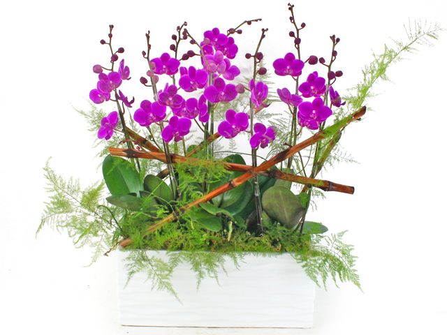 Orchids - Orchid Ikebana for 8 OZ18 - L53763 Photo
